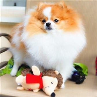 perfect-pomeranian